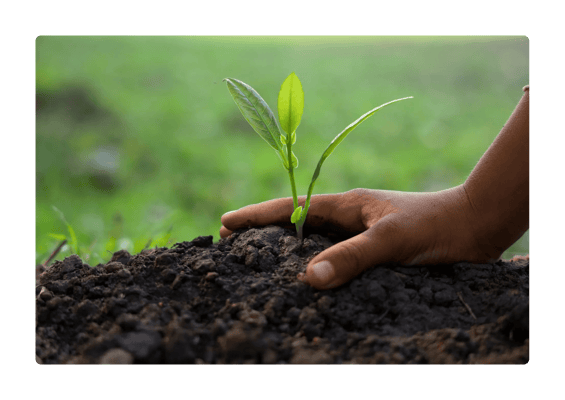 Close-up of hands planting a young green sapling into rich, dark soil
