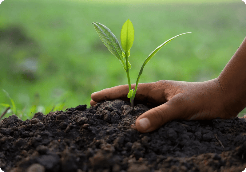 tree planting