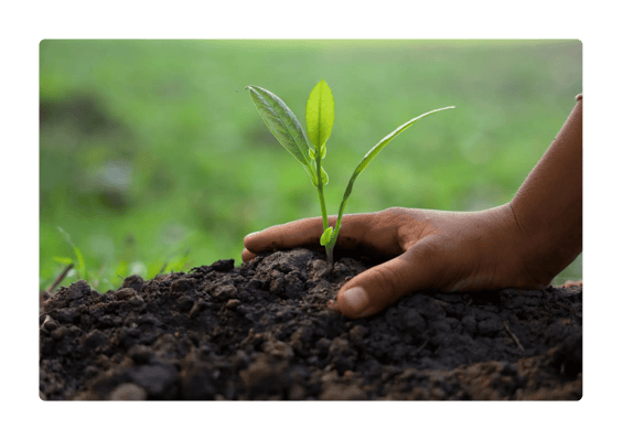 Close-up of hands planting a young green sapling into rich, dark soil